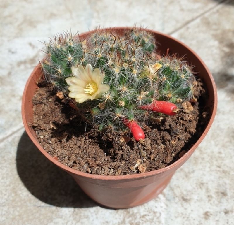 Una foto de Mammillaria prolifera