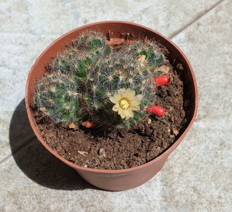 Una foto de Mammillaria prolifera