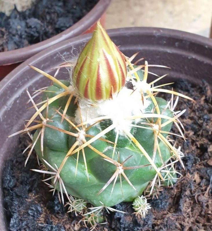 Una foto de Coryphantha elephantidens ssp.bumamma