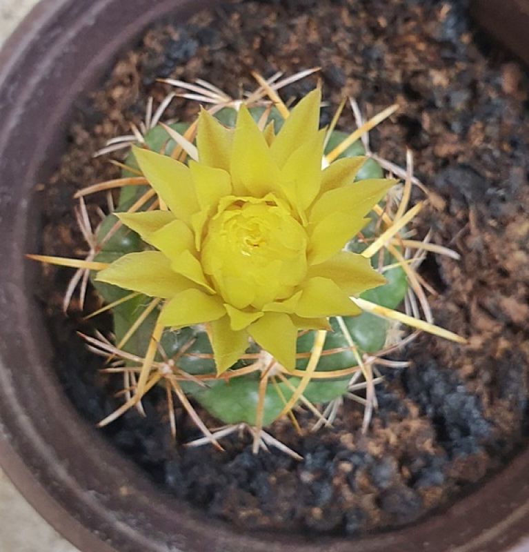 Una foto de Coryphantha elephantidens ssp.bumamma