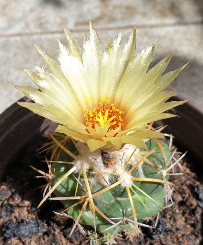 Una foto de Coryphantha elephantidens ssp.bumamma