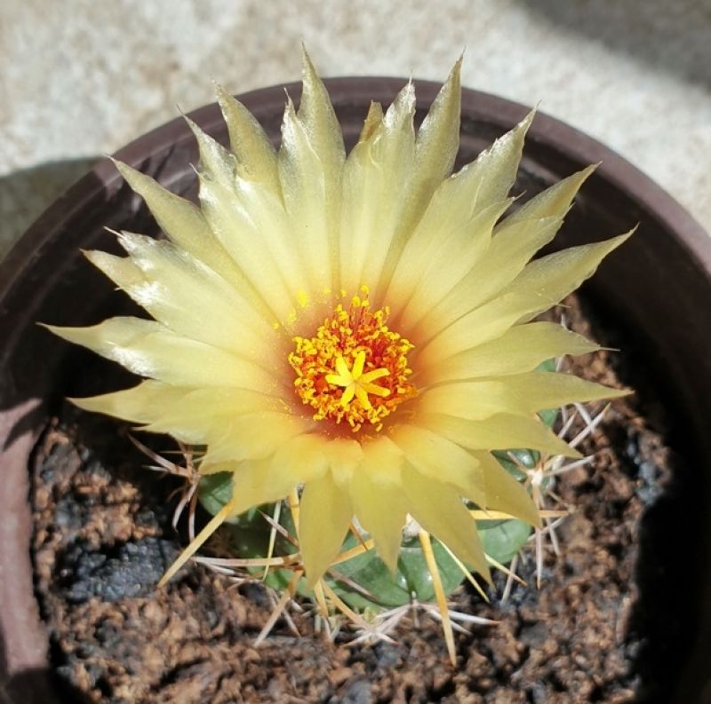 Una foto de Coryphantha elephantidens ssp.bumamma