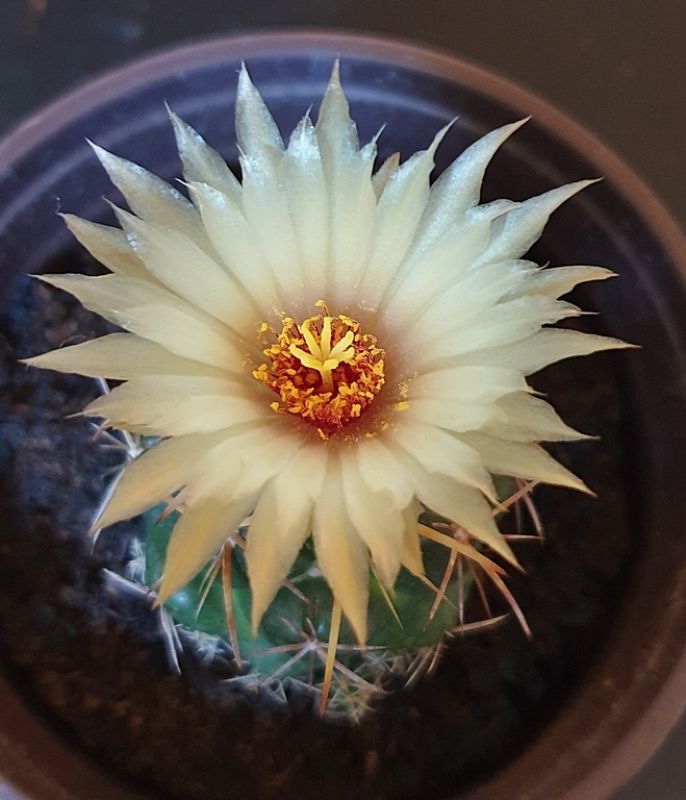 Una foto de Coryphantha elephantidens ssp.bumamma