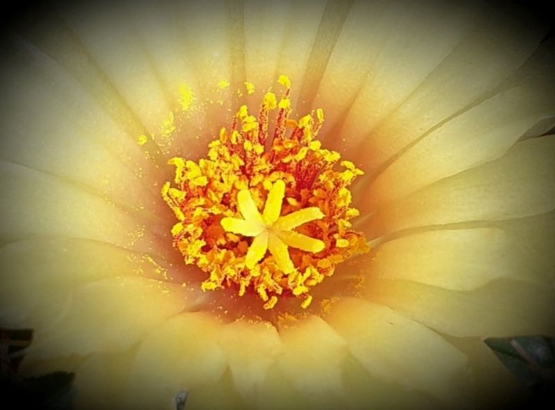 Una foto de Coryphantha elephantidens ssp.bumamma