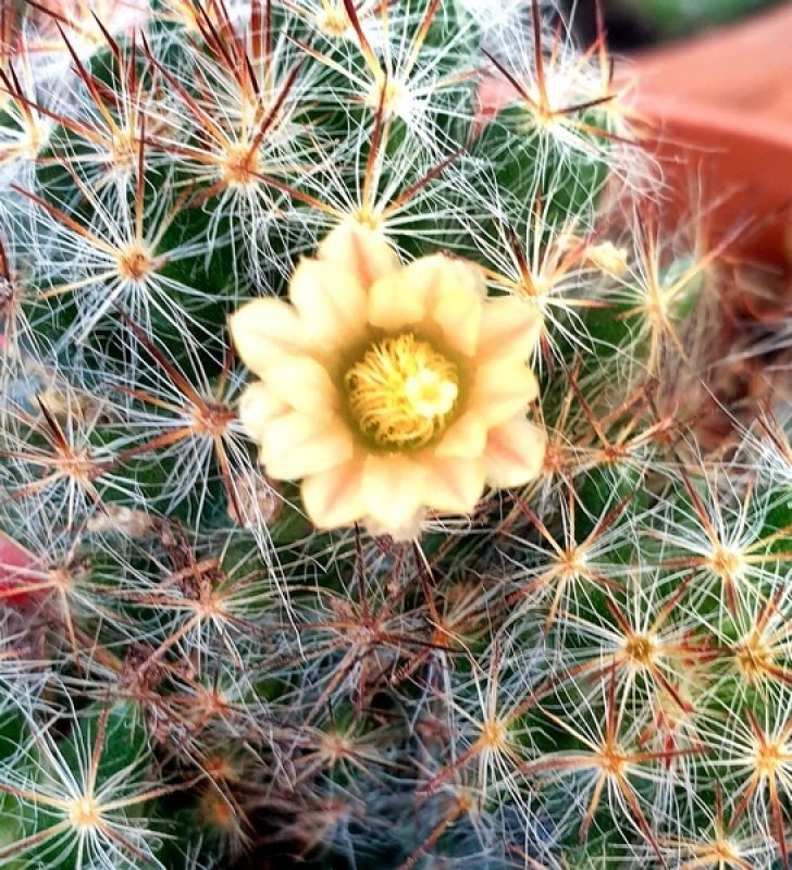 Una foto de Mammillaria prolifera
