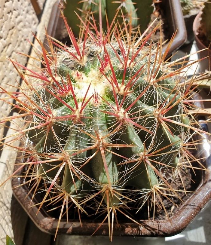 Una foto de Ferocactus pilosus