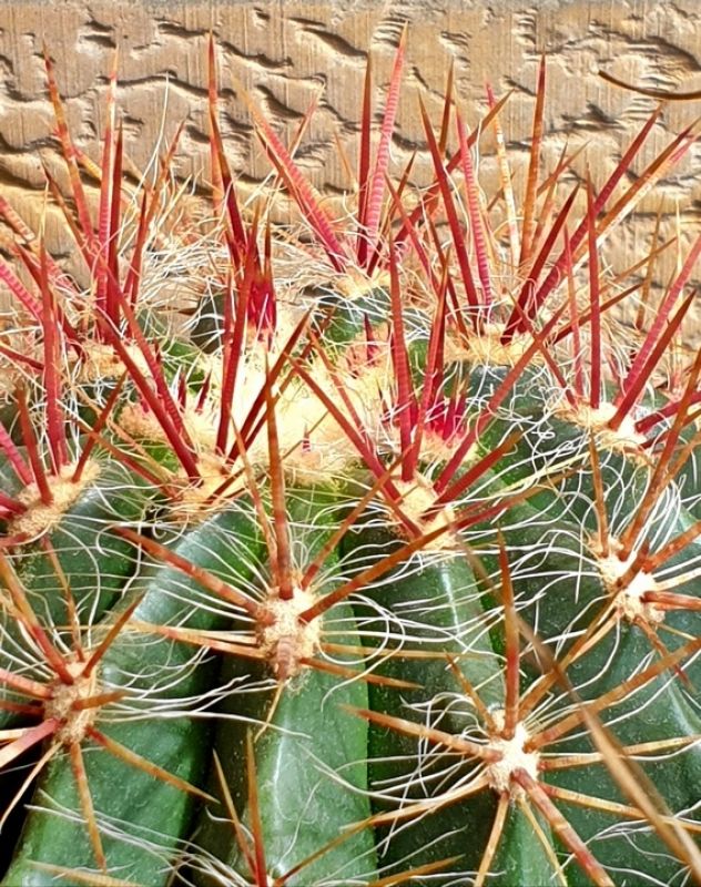 Una foto de Ferocactus pilosus