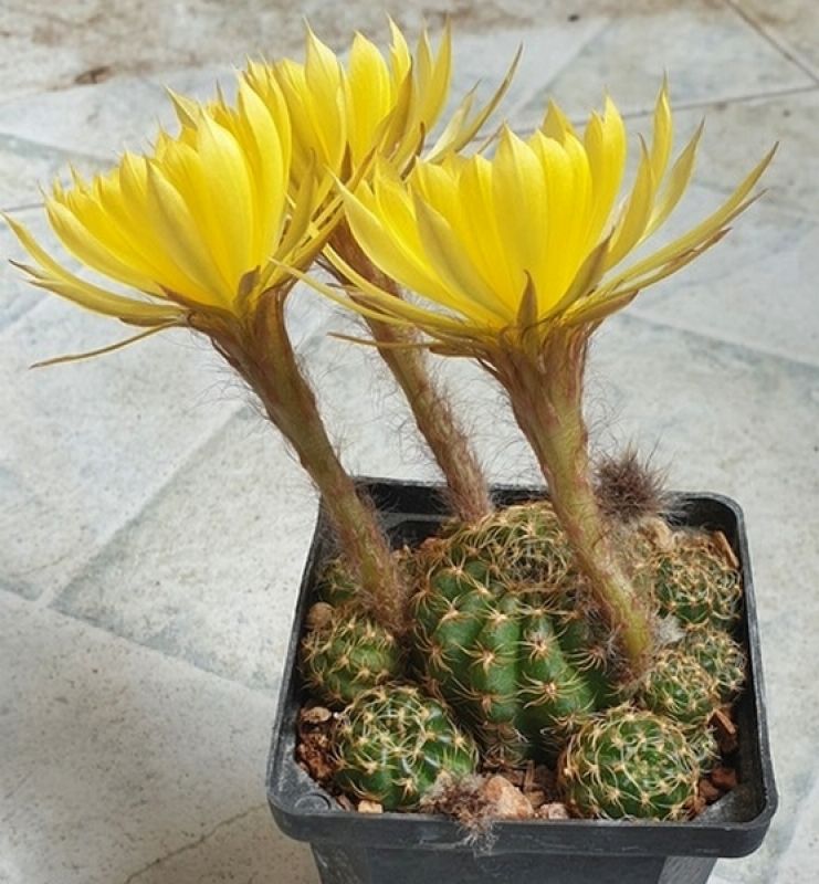 A photo of Echinopsis arachnacantha