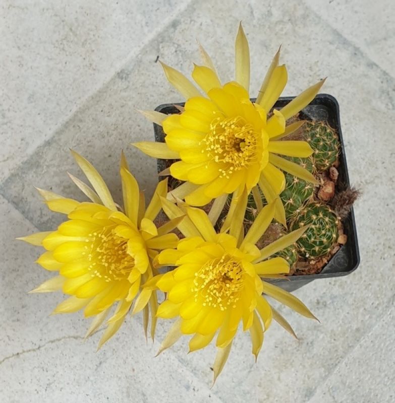 A photo of Echinopsis arachnacantha