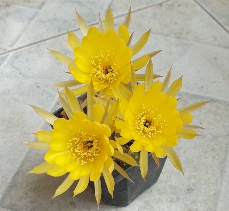 A photo of Echinopsis arachnacantha