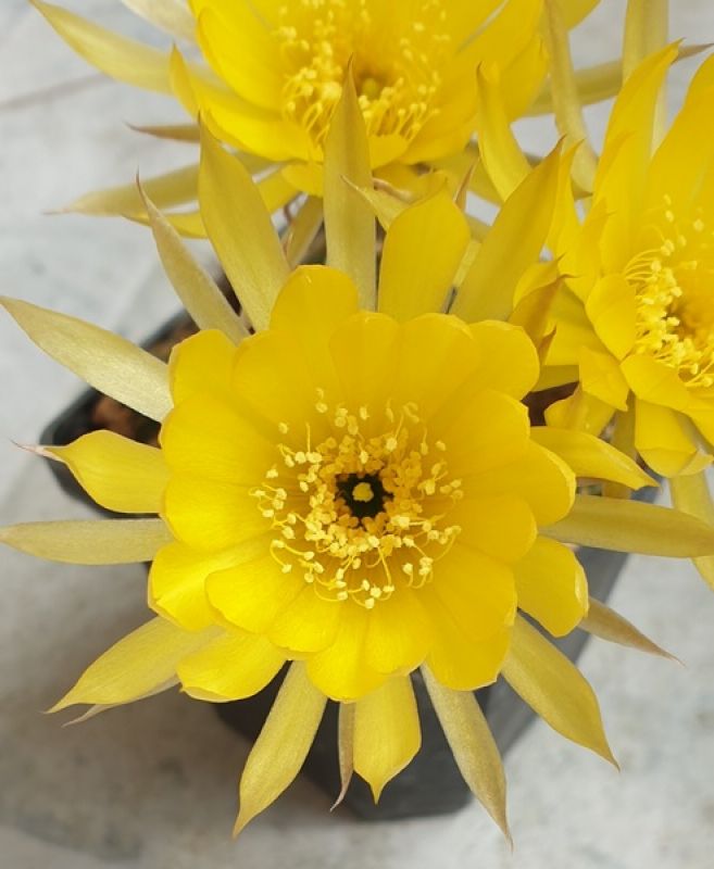 A photo of Echinopsis arachnacantha