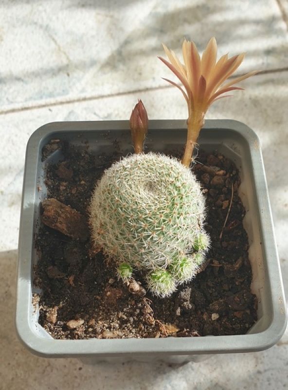 Una foto de Rebutia heliosa x pulvinosa cv. sunrise (HIBRIDO)