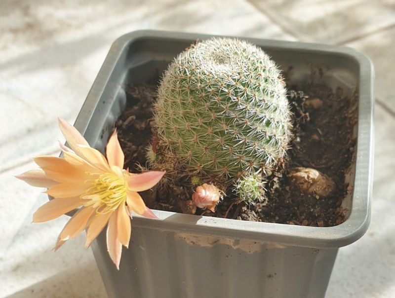 Una foto de Rebutia heliosa x pulvinosa cv. sunrise (HIBRIDO)