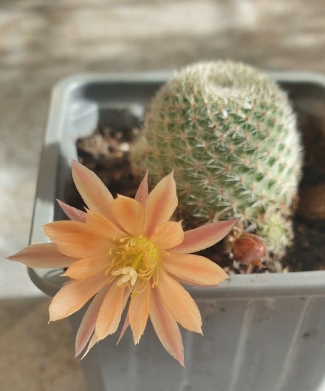 Una foto de Rebutia heliosa x pulvinosa cv. sunrise (HIBRIDO)
