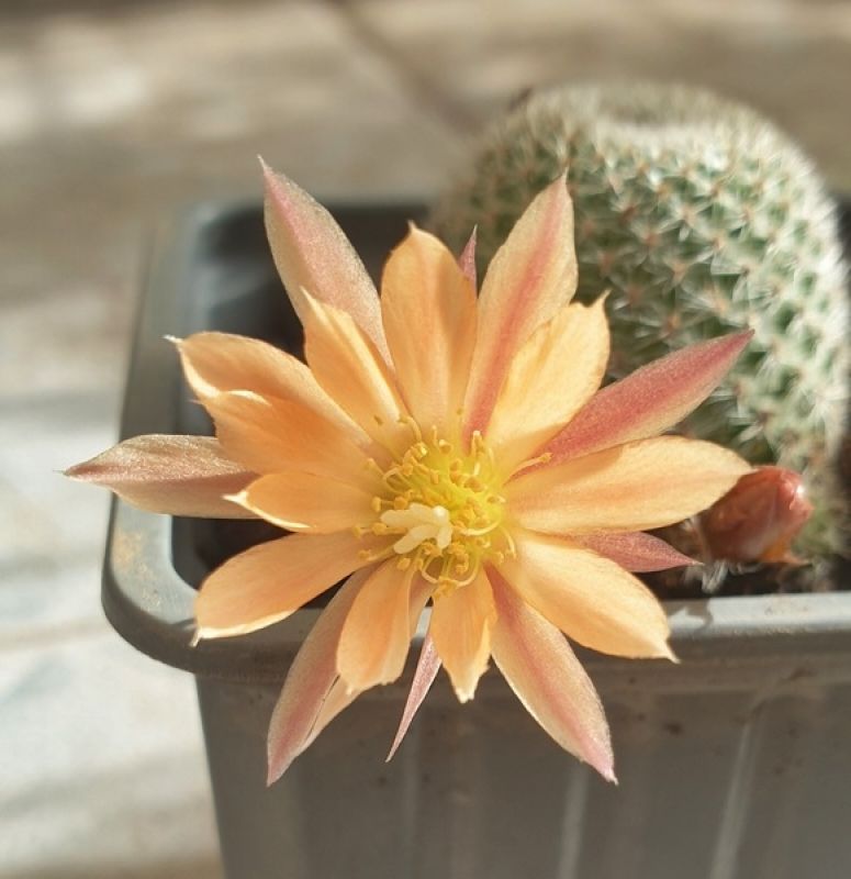 Una foto de Rebutia heliosa x pulvinosa cv. sunrise (HIBRIDO)