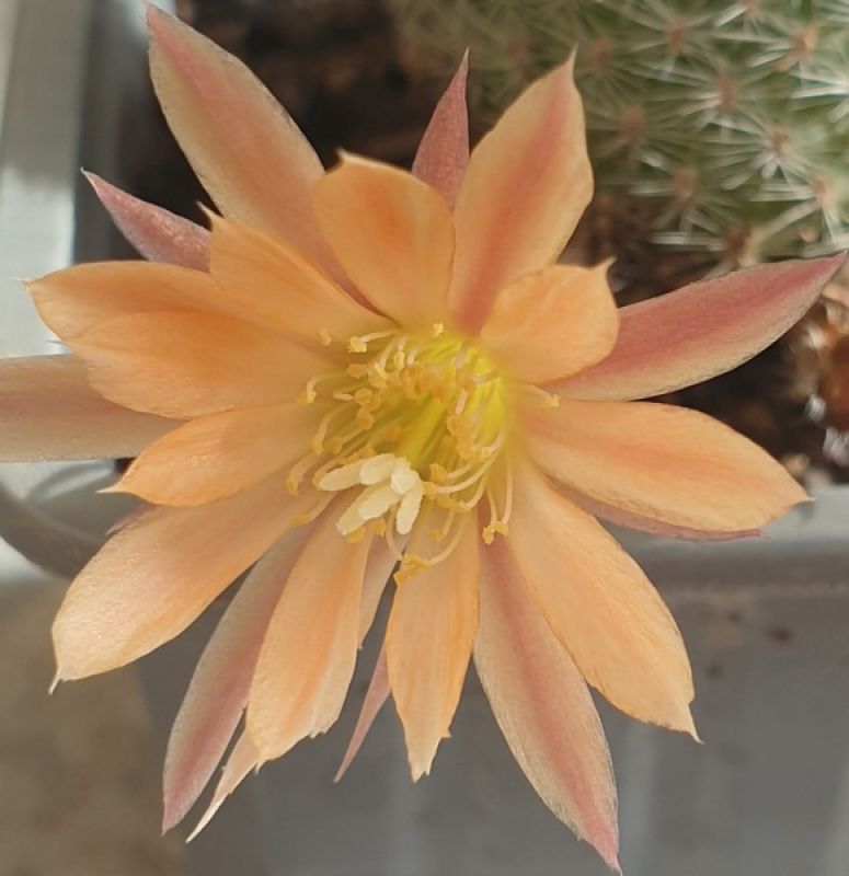 Una foto de Rebutia heliosa x pulvinosa cv. sunrise (HIBRIDO)