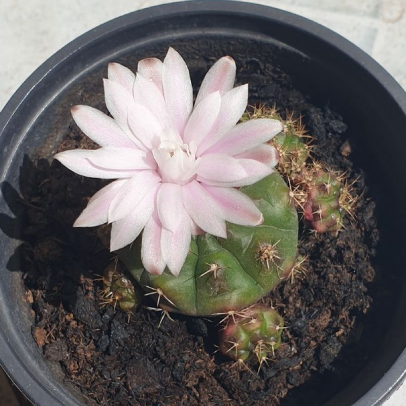A photo of Gymnocalycium anisitsii ssp. damsii cv. Multiproliferum