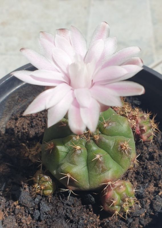 A photo of Gymnocalycium anisitsii ssp. damsii cv. Multiproliferum