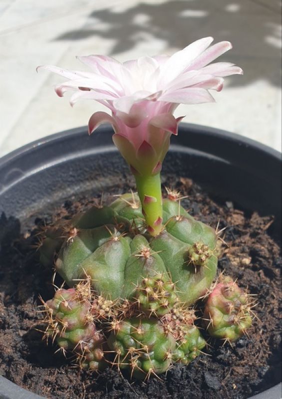 A photo of Gymnocalycium anisitsii ssp. damsii cv. Multiproliferum