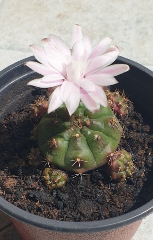 A photo of Gymnocalycium anisitsii ssp. damsii cv. Multiproliferum