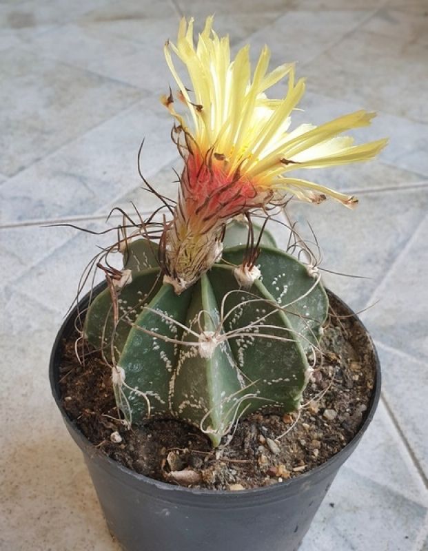 A photo of Astrophytum capricorne