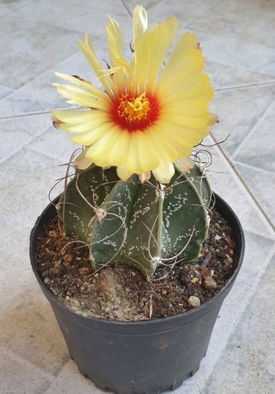 A photo of Astrophytum capricorne