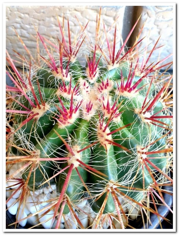 Una foto de Ferocactus pilosus