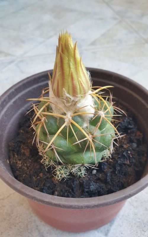 Una foto de Coryphantha elephantidens ssp.bumamma