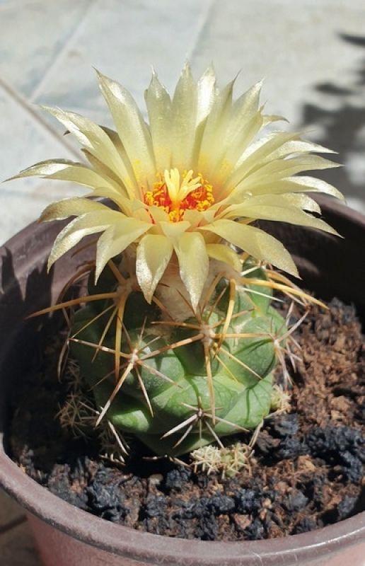 Una foto de Coryphantha elephantidens ssp.bumamma