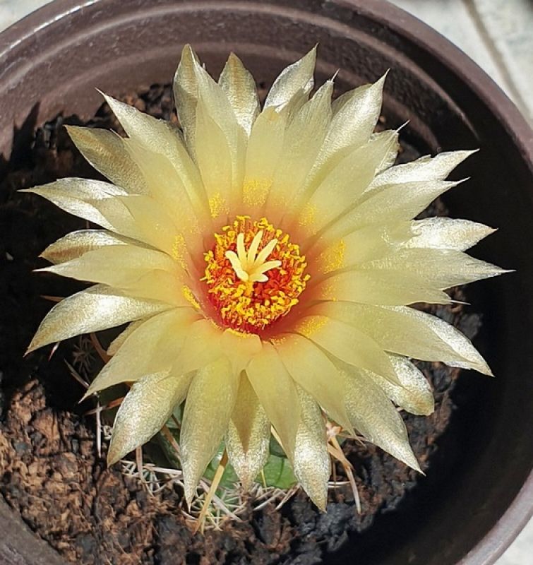 Una foto de Coryphantha elephantidens ssp.bumamma