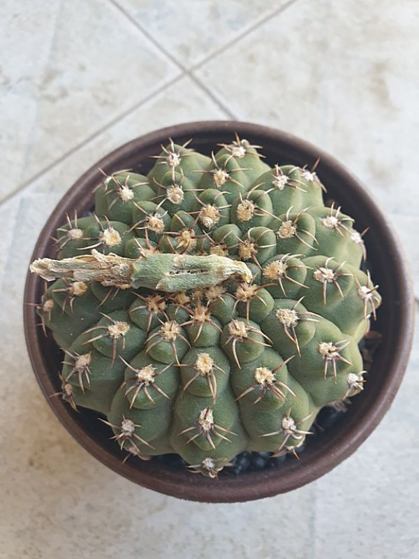 Photo of a cactus currently being identified