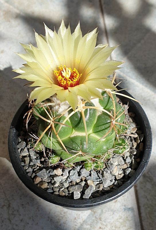 Una foto de Coryphantha elephantidens ssp.bumamma
