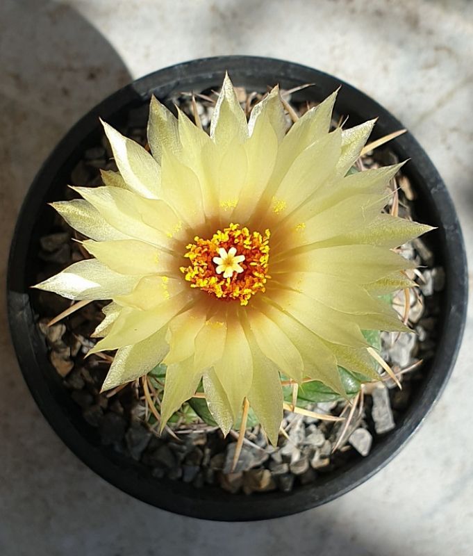 Una foto de Coryphantha elephantidens ssp.bumamma
