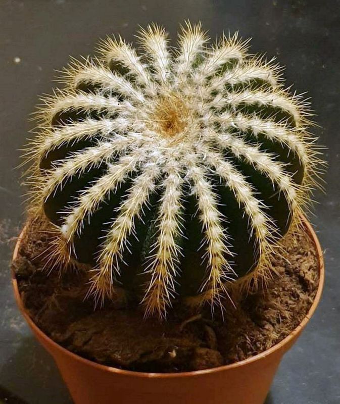 Photo of a cactus currently being identified