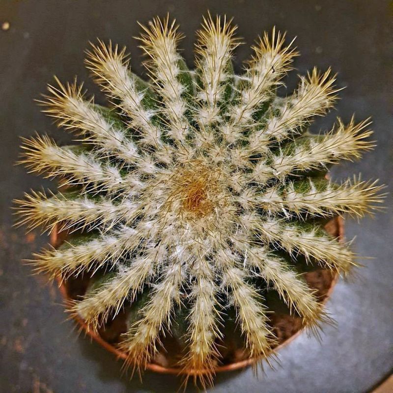 Photo of a cactus currently being identified
