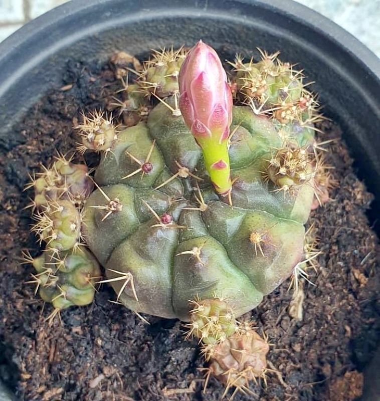 A photo of Gymnocalycium anisitsii ssp. damsii cv. Multiproliferum