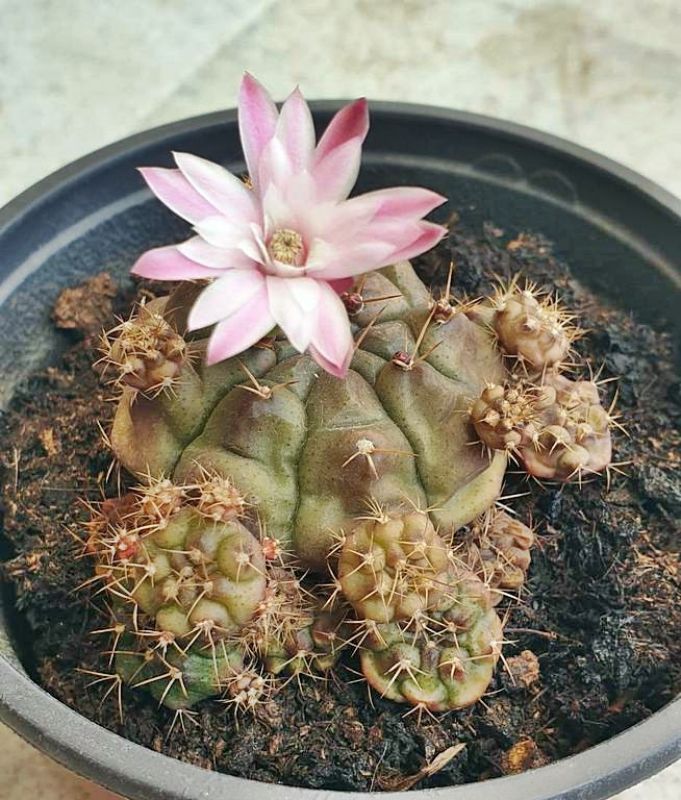 A photo of Gymnocalycium anisitsii ssp. damsii cv. Multiproliferum