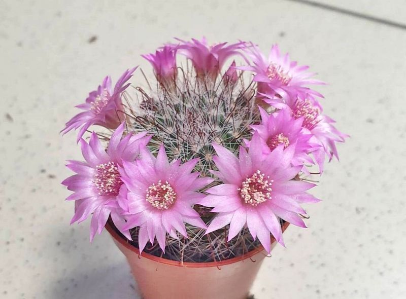Foto de un cactus que se está identificando actualmente