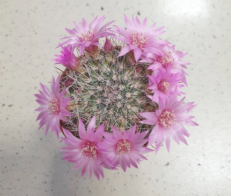 Foto de un cactus que se está identificando actualmente