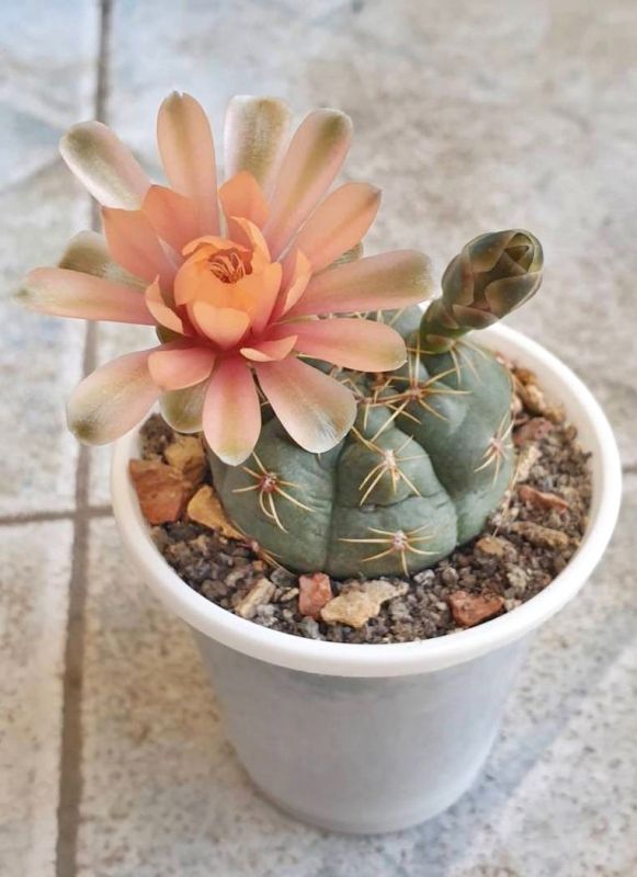Foto de un cactus que se está identificando actualmente