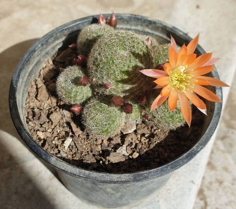 Una foto de Rebutia heliosa x pulvinosa cv. sunrise (HIBRIDO)