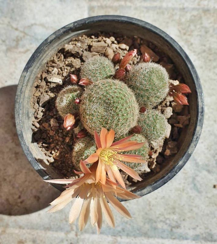 Una foto de Rebutia heliosa x pulvinosa cv. sunrise (HIBRIDO)