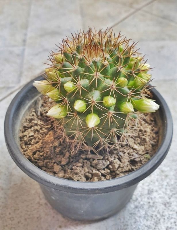 Una foto de Mammillaria backebergiana ssp. backebergiana