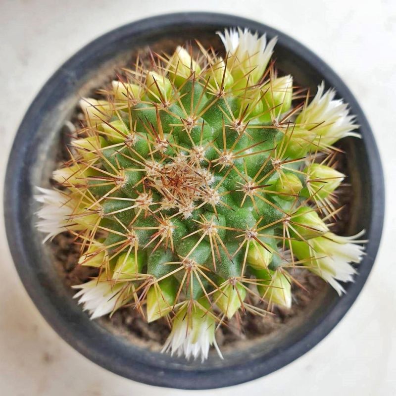 Una foto de Mammillaria backebergiana ssp. backebergiana