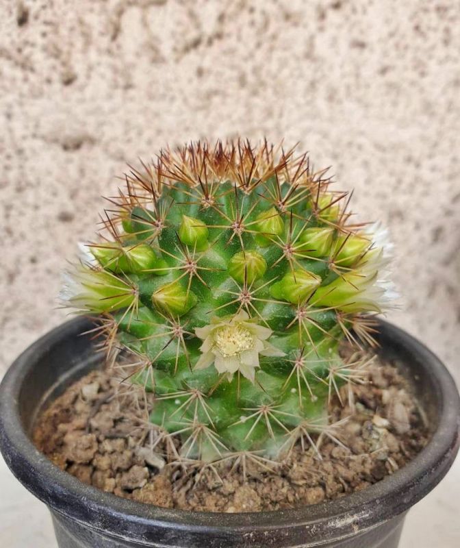 Una foto de Mammillaria backebergiana ssp. backebergiana