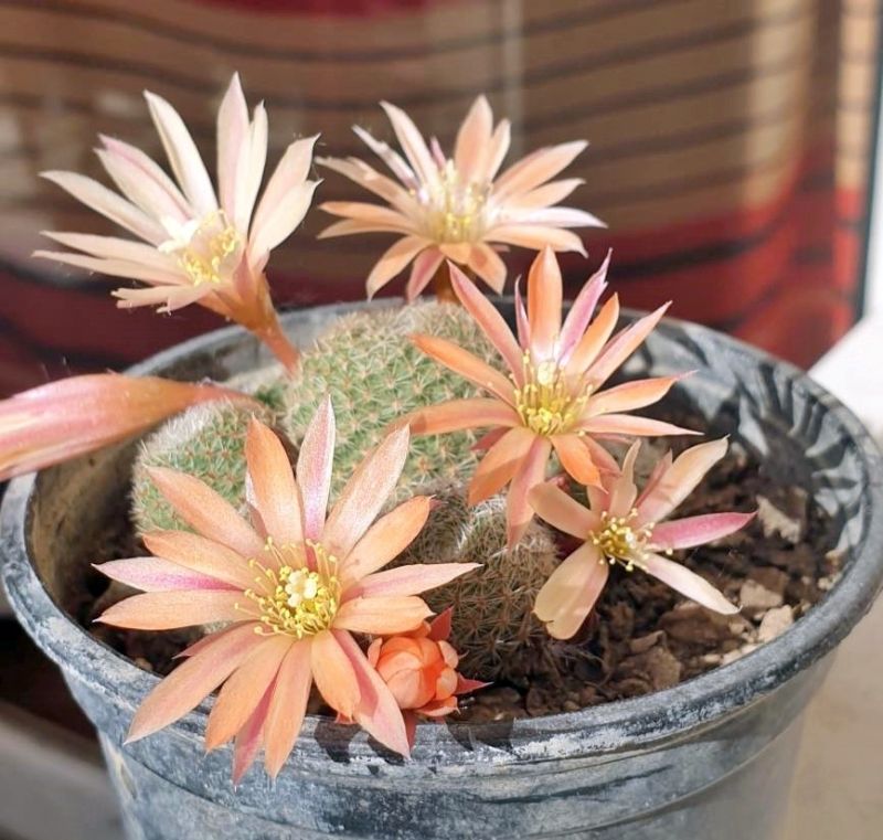 Una foto de Rebutia heliosa x pulvinosa cv. sunrise (HIBRIDO)