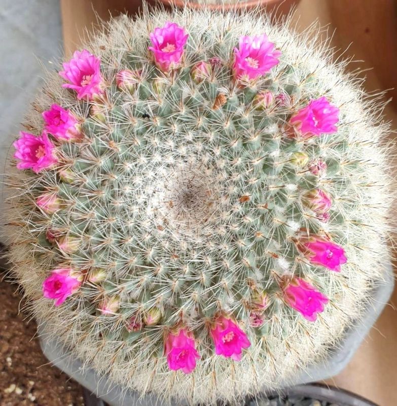 A photo of Mammillaria hahniana ssp. woodsii