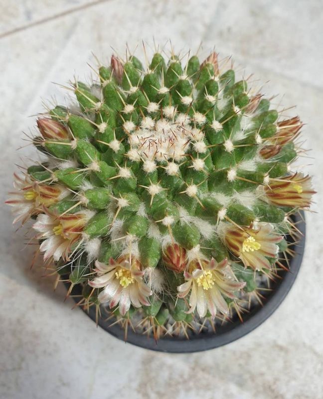 Foto de un cactus que se está identificando actualmente