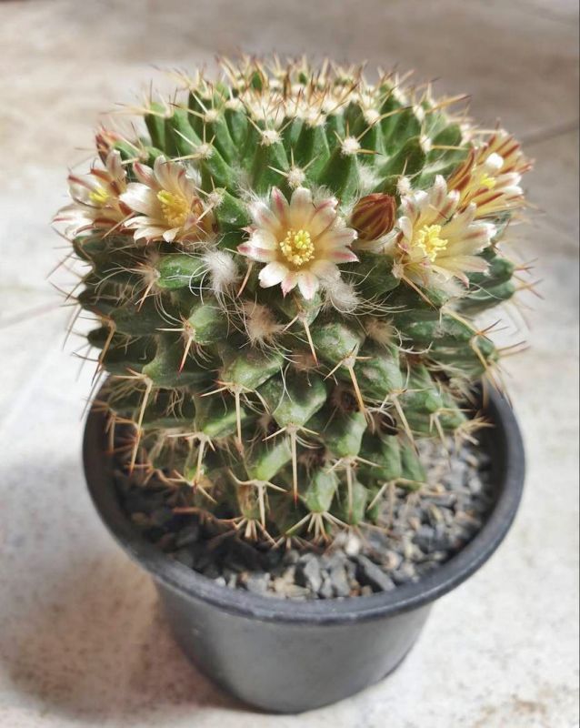 Foto de un cactus que se está identificando actualmente