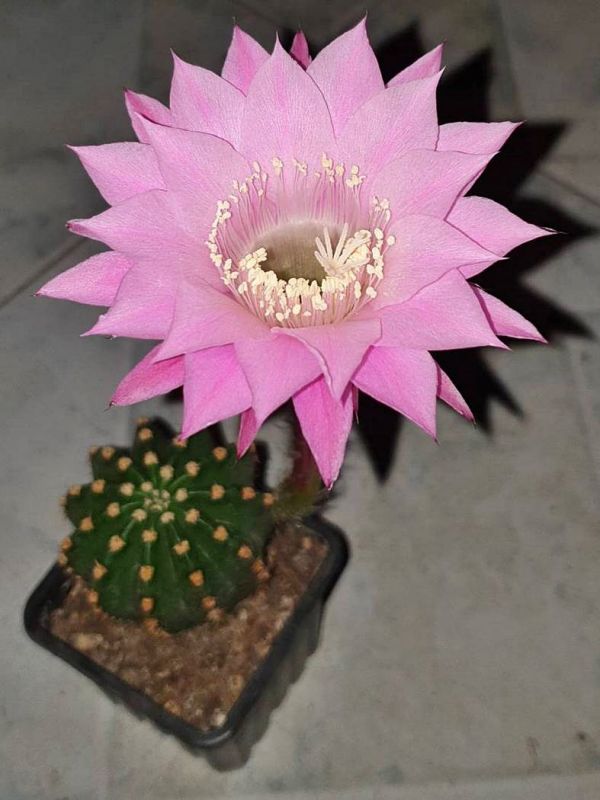 Una foto de Echinopsis oxygona